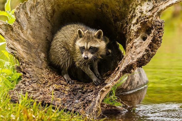 Minnesota-young raccoon in log-captive